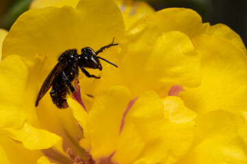 Black bee on yellow flower
