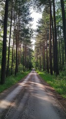 Obraz premium Endless Possibilities: Scenic Road vanishing into the Distance among Towering Pine Trees