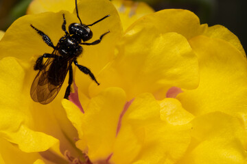 Black bee on yellow flower