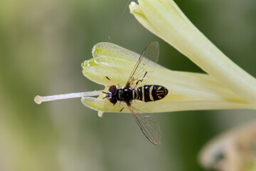 Fruit fly earing flower
