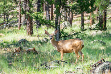 Deer Grazing in Coconino National Forest Landscapes near Flagstaff Arizona, America, USA.