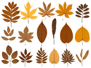 Obraz premium Set of brown, dry tropical leaves isolated on a transparent background.
