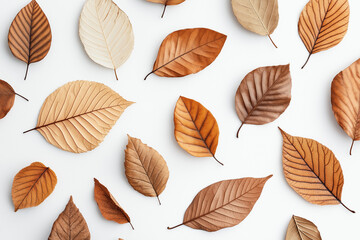 Autumn leaves on white background.