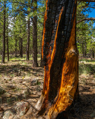 Coconino National Forest Landscapes near Flagstaff Arizona, America, USA.