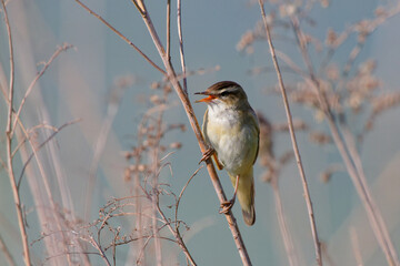 A small songbird perched on dry grass, singing, with a soft and natural background, capturing a moment in the wild.