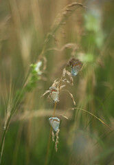 Summer Meadow with Flowers and Butterflies