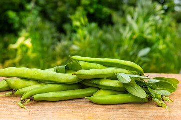 Broad beans or fava beans (Fave) in close-up. Broad bean plant in the background. From garden to table: spring vegetables and legumes