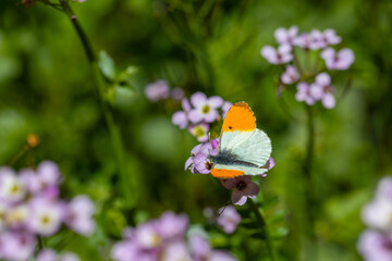 butterfly macrocharis cardamineso photography nature flower, Anthocharis cardamines