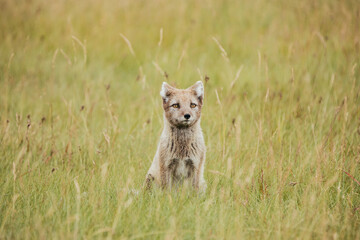 A wild fox in Iceland in the summertime.