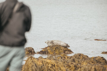 Spotted seals laying on rocks in Iceland