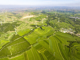 Fototapeta premium view of agriculture field in summer