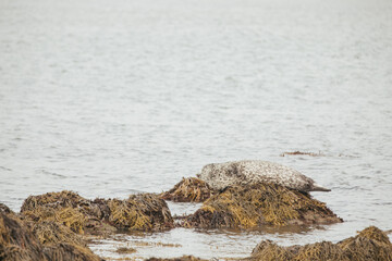 Spotted seals laying on rocks in Iceland