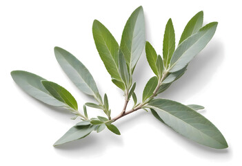 Concept photo of sage branches on white background