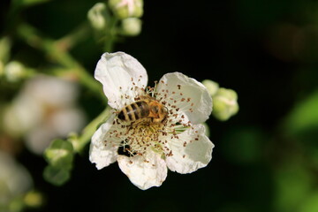 Weiße Blüte mit einer Biene die Nektar saugt
