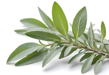 Concept photo of sage branches on white background