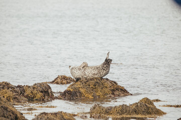 Spotted seals laying on rocks in Iceland