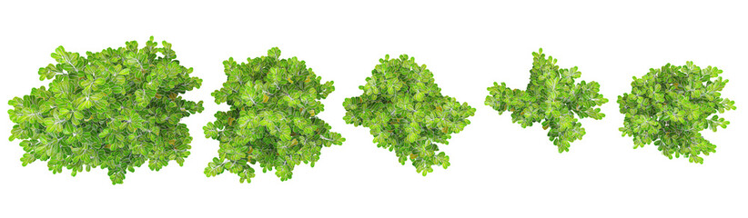 Obraz premium 3d rendering of Kaikaro trees on transparent background