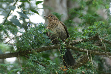 Juvenile eurasian blackbird (Turdus merula) perched on tree branch in Zurich, Switzerland