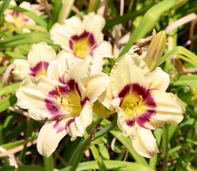 A close view of the colorful flowers in the garden.