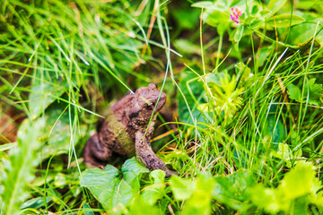 Close-up of gray toad sitting in the green grass of garden. 