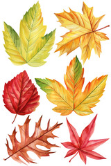 leaf isolated, autumn Leaves set of elements on isolated white background, watercolor illustration, fall hand drawing