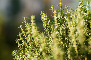 Fresh thyme growing outdoors in a garden in sunlight