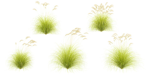 Obraz premium Collection of toetoe grass isolated on white background, tropical trees isolated used for design,top veiw, advertising and architecture