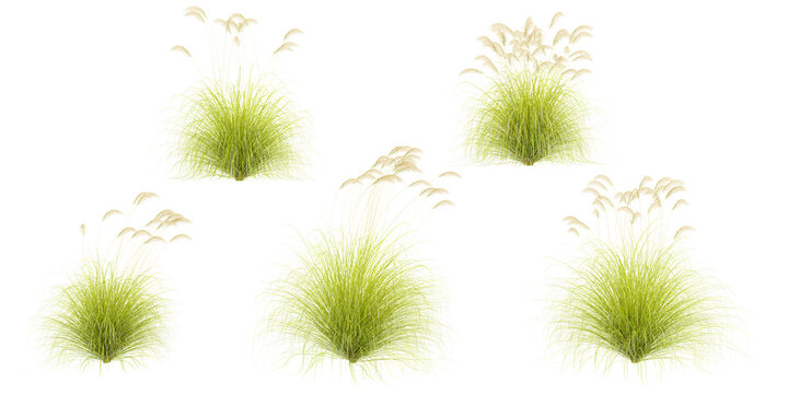 Collection of toetoe grass isolated on white background, tropical trees isolated used for design,top veiw, advertising and architecture