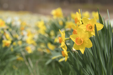 lily in spring