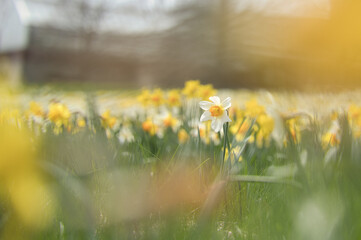 Fototapeta premium field of lily