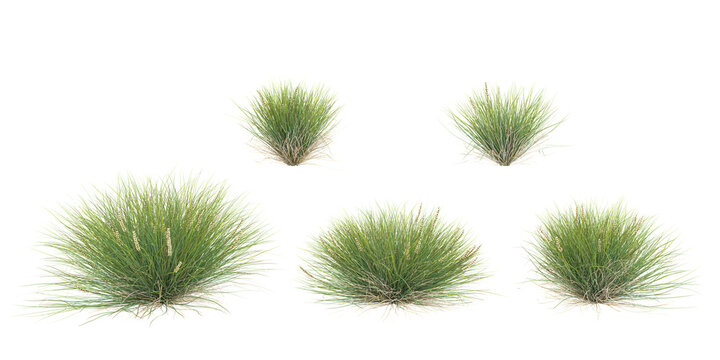 Mat rush trees in the forest isolated on transparent background, 3D illustration, cg render