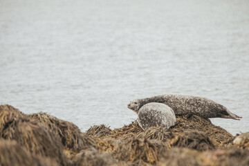 Seals resting on rocks at the snaefellsnes peninsula in Iceland.