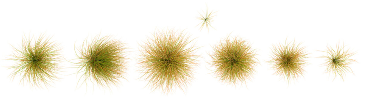 New zealand hair sedge trees shape top view cut out transparent backgrounds 3d rendering