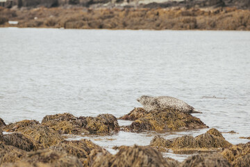 Seals resting on rocks at the snaefellsnes peninsula in Iceland.