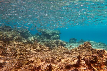 Obraz premium School of small swimming fish in the sea. Sea surface with fish and blue ocean background. Marine life, travel photo. Scuba diving with the marine life, underwater photography.