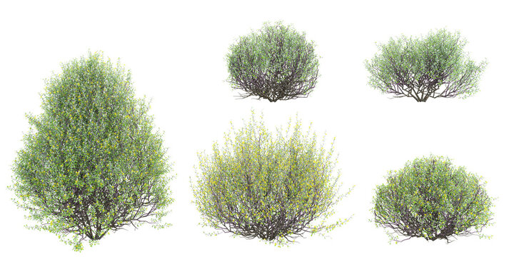set of Koriko plants rendered for 3D illustration, for digital composition, illustration, 2D plans, architecture visualization