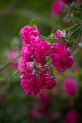 Pink roses. Very blooming rose bush. Spring time.