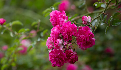 Pink roses. Very blooming rose bush. Spring time.