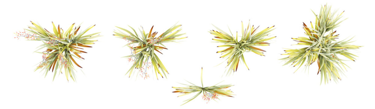set of New zealand flax trees on transparent background, 3D rendering from the top view