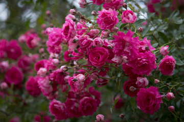 Pink roses. Very blooming rose bush. Spring time.