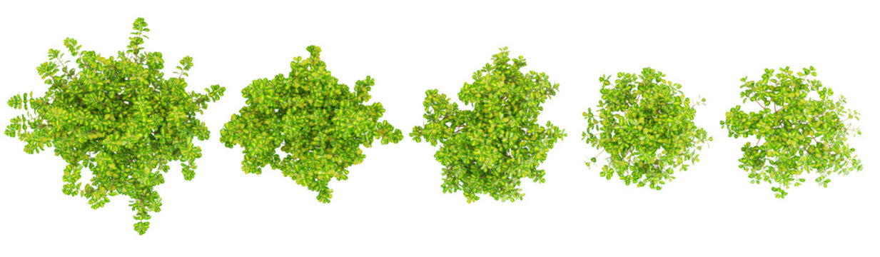 Set of taupata trees 3D rendering. top view, plan view, for illustration, architecture presentation, visualization, digital composition