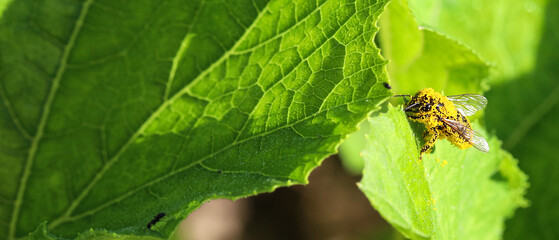 Close-up of a honey bee covered in pollen collecting nectar from a pumpkin leaf. Photo of insects from nature.