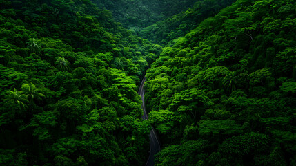 Fototapeta premium lush green forest filled with lots trees