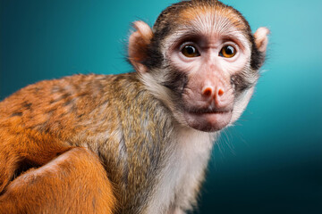 Fototapeta premium A baby macaque monkey. Primates and mammals concept. Monkeys created with generative AI tools.