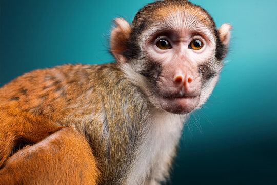 A baby macaque monkey. Primates and mammals concept. Monkeys created with generative AI tools.