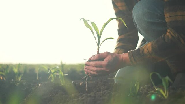 Farmer planting corn in soil. farmer hands nurturing corn plant rich soil. Agriculture concept with farmer carefully placing corn sprout in soil. Farmer working in field planting corn in fertile soil.
