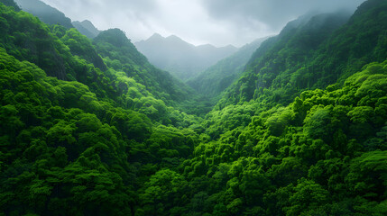 Fototapeta premium lush green forest filled with lots trees