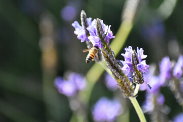 Bee pollinating lavender flower