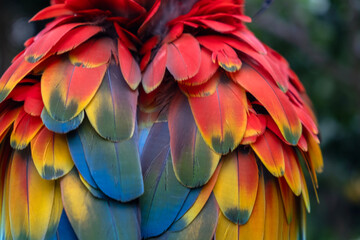 Fototapeta premium scarlet macaw