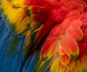 Obraz premium red and yellow macaw